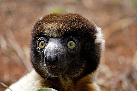 冠,马达加斯加狐猴,成年,头像,马达加斯加,非洲