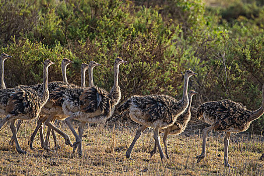 肯尼亚安博西里国家公园鸵鸟群