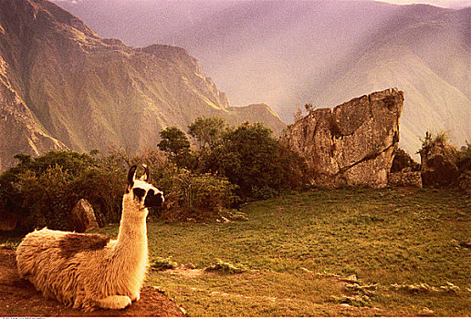 美洲驼,马丘比丘,秘鲁