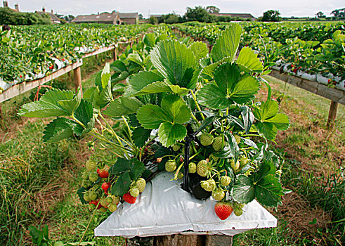草莓,水果,挑选,农场,西部,斯塔福德,多西特,英格兰,英国,欧洲