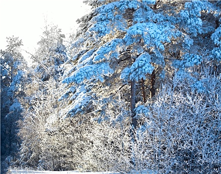 冬日树林,雪,树,冬季风景