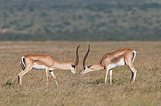 瞪羚,对峙,肯尼亚