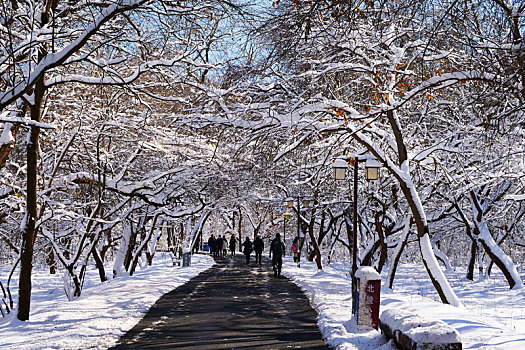 雪后的道路,北陵公园雪后
