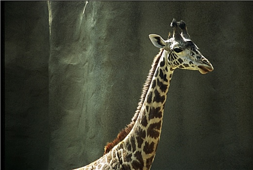 长颈鹿,圣地牙哥动物园
