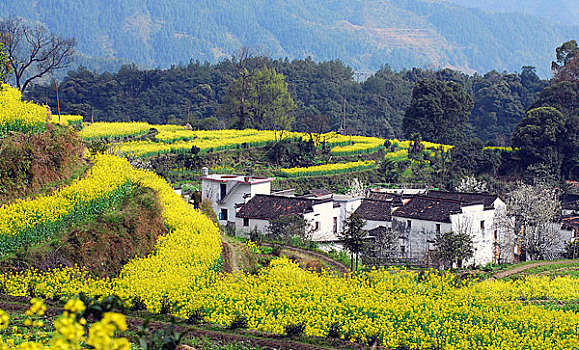 江西婺源民居和油菜花田