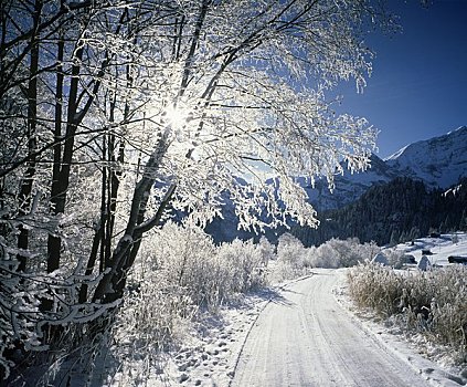 积雪,道路,通过,树林