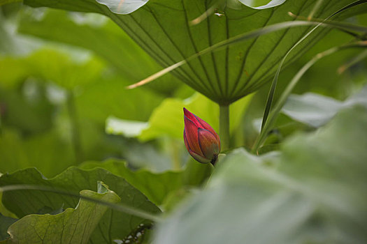 初夏新荷