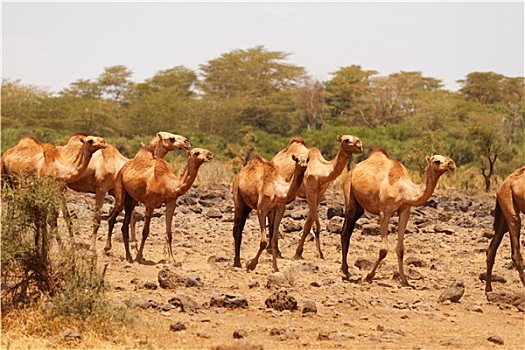 骆驼,安伯塞利国家公园