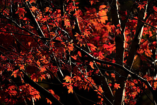 红色,日光,秋叶