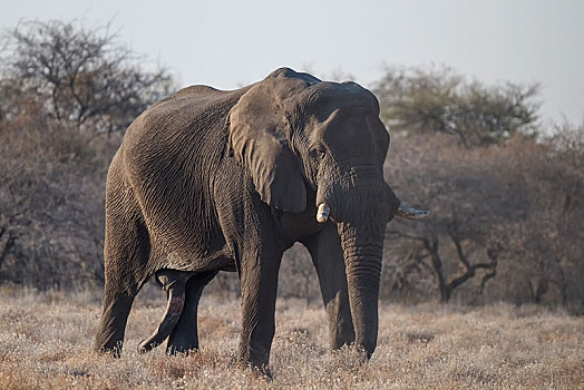 非洲,灌木,大象,非洲象,埃托沙国家公园,区域,纳米比亚