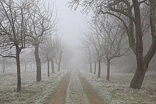 苹果,树林,道路,白霜,雾,冬天