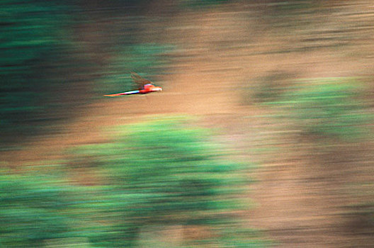 金刚鹦鹉,飞行,靠近,玛努国家公园,秘鲁