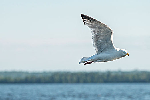 海鸥,飞跃,湖,木头,安大略省,加拿大