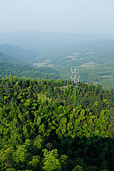 清晨,全景鸟瞰全是竹子的青山