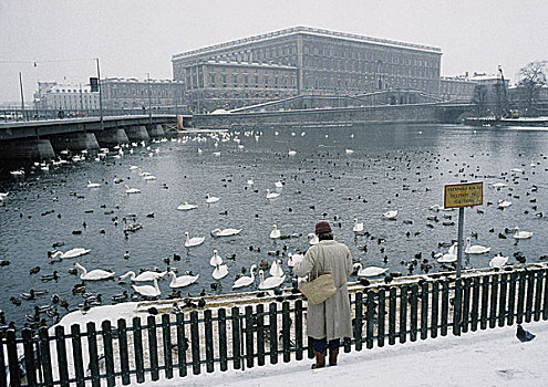 瑞典,斯德哥尔摩,人,站立,雪中,看,鸟,水中,后视图