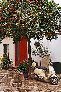 橘树,建筑,塞维利亚,西班牙