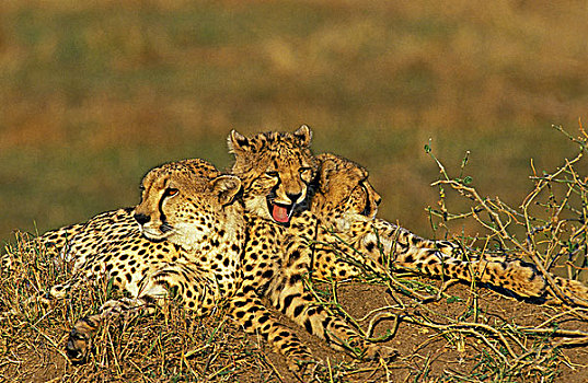 印度豹,猎豹,多,马萨伊,公园,肯尼亚