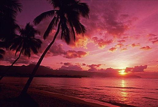 棕榈树,剪影,鲜明,粉色,日落,天空