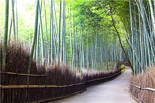 竹林,京都,日本