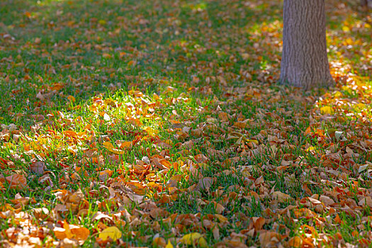 阳光下秋日的落叶在草地上洒满