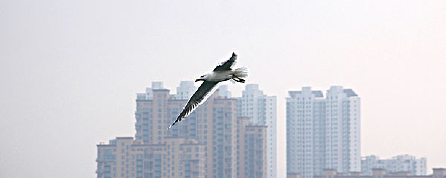 海鸥飞翔在空中