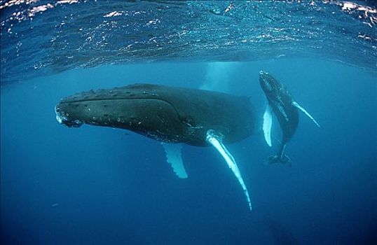 驼背鲸,大翅鲸属,鲸鱼,塔希提岛,法属玻利尼西亚,太平洋