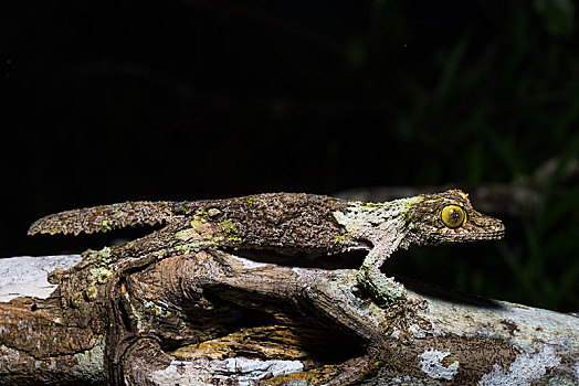 苔藓,壁虎,雌性,保护色,枝头,自然保护区,马达加斯加,非洲