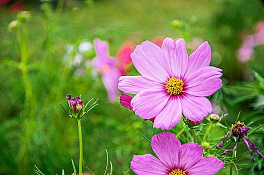 格桑花近摄