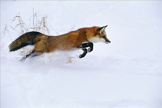 俘获,红狐,突袭,冬天