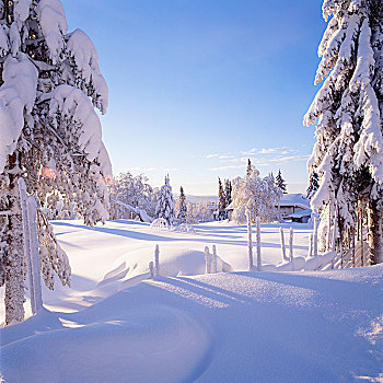 积雪,树