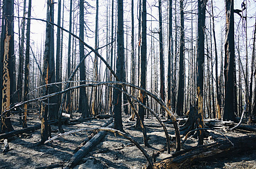 火,损坏,树,树林,顶峰,靠近,雷尼尔山国家公园,华盛顿