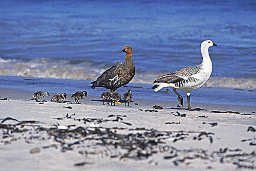 鹅,雄性,雌性,幼禽,海滩,南极