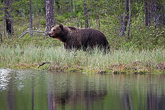 棕熊,雄性,湖,北方,卡瑞里亚,芬兰,欧洲