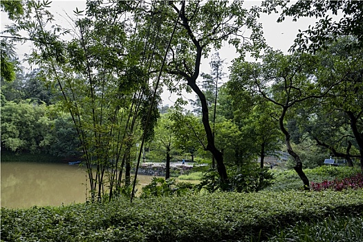 羊城广州夏天天河公园绿树与小桥湖水