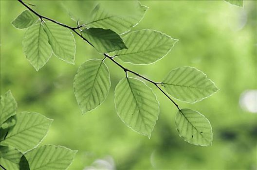 山毛榉,叶子,北莱茵威斯特伐利亚,德国