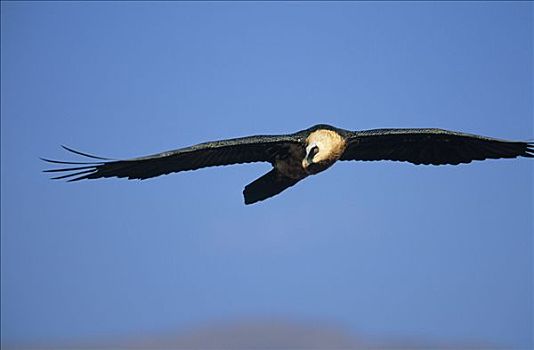 胡兀鹫,飞,非洲