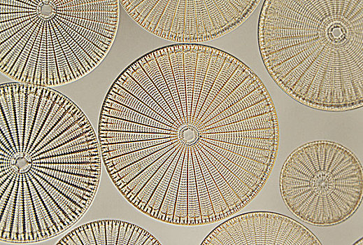 硅藻属,蜡叶标本,哈佛大学