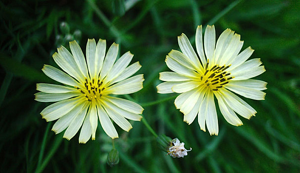 菊,菊科,菊花