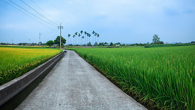 台湾南部乡村,产业道路旁绿油油的稻田