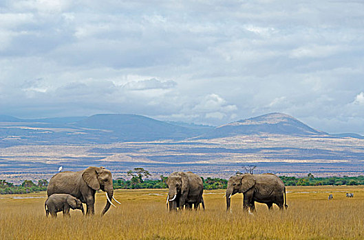 肯尼亚,安伯塞利国家公园,大象,家族,正面,云,乞力马扎罗山