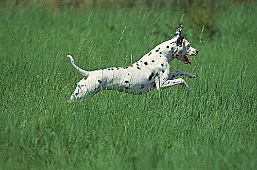 斑点狗,狗,成年,跑,高草