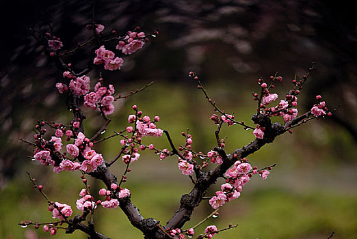 南京梅花山梅花