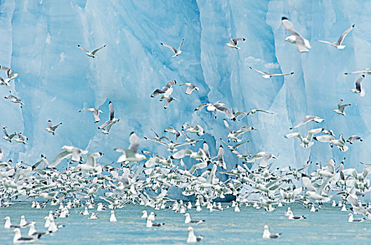 三趾鸥,正面,鲜明,蓝色,脸,冰河,斯瓦尔巴特群岛,挪威