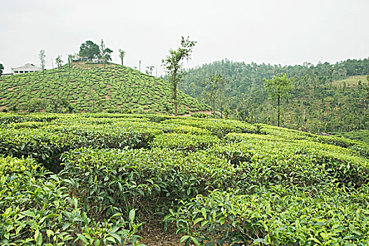 茶,花园,山,背景,迈索尔,印度