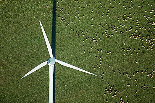 风轮机,地点,羊群,替代能源,风能,莱茵兰,北莱茵威斯特伐利亚,德国