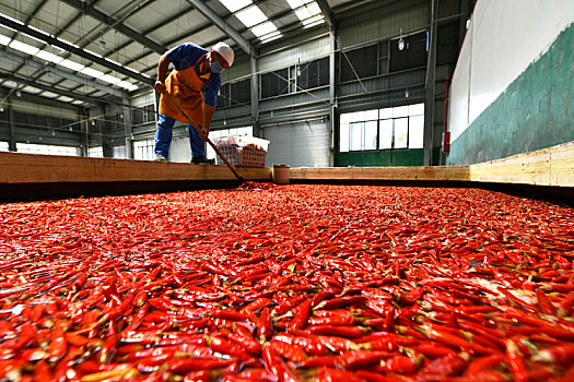 贵州遵义,辣椒产业铺出小康路