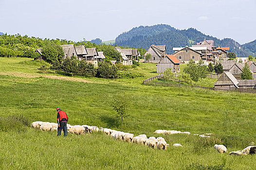 绵羊,放牧,湖,区域,波兰