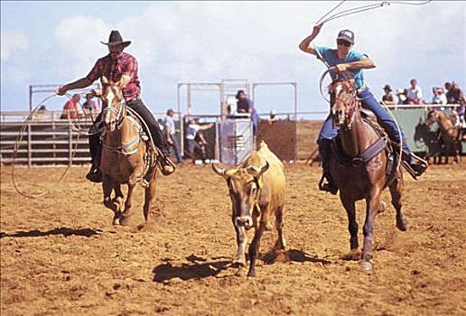 夏威夷,莫洛凯岛,牧场,牛仔竞技表演,动作,正面,两个人,骑马,团队,幼兽,套绳