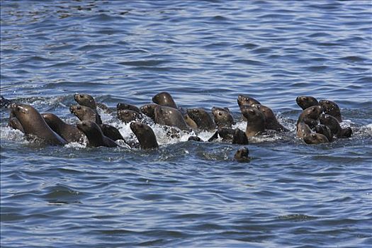南美海狮,南海狮,群,游泳,自然保护区,秘鲁