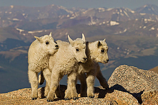 美国,科罗拉多,攀升,特写,三个,石山羊,戈登,画廊